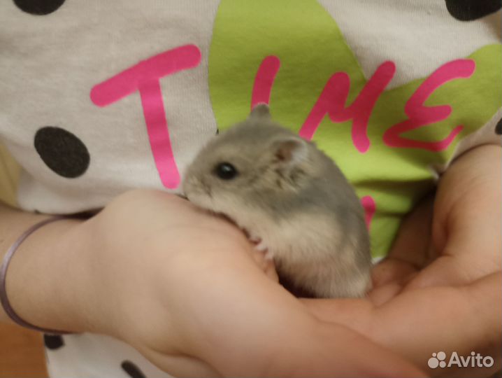 Джунгарские хомячки ручные