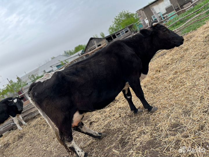 Корова дойная с теленком. Звоните объясню