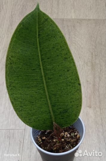 Фикус Elastica Shivereana