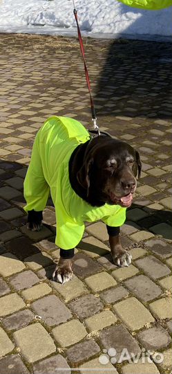 Комбинезон из непромокаемой ткани для собаки