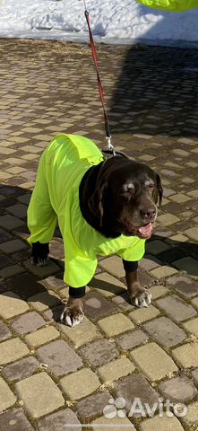 Комбинезон из непромокаемой ткани для собаки