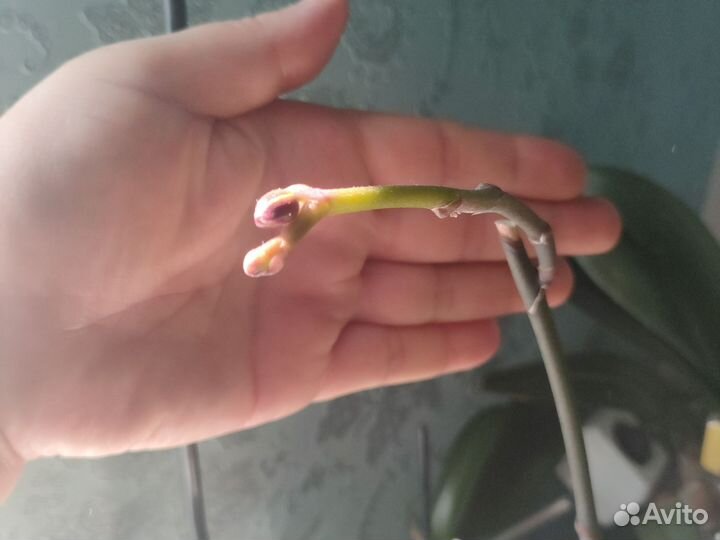 Орхидея Каменная роза с цветоносом