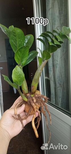 Замиокулькас Зензи