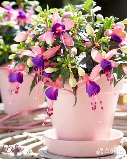 Комнатные цветы фуксия