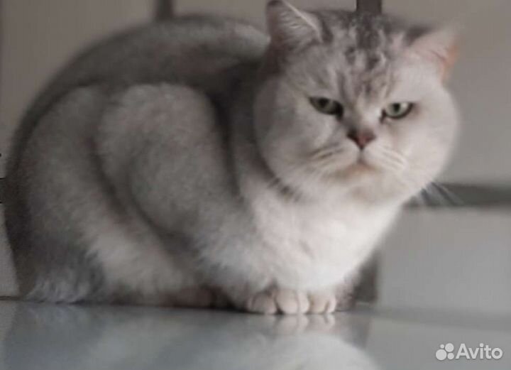 Шотландский кот вязка