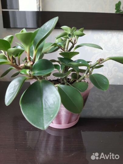 Толстянка (Пеперомия туполистная)