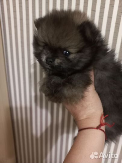 Померанский шпиц мини