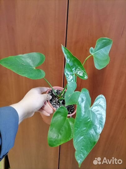 Антуриум сакура, обновлено 27. 09