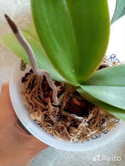 Орхидеи сортовые