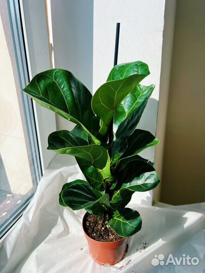 Фикус лирата Бамбино