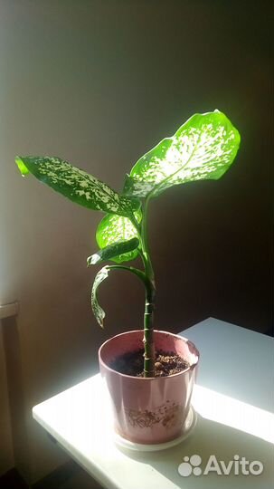 Дифенбахия