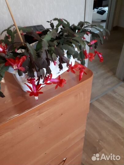 Комнатные цветы