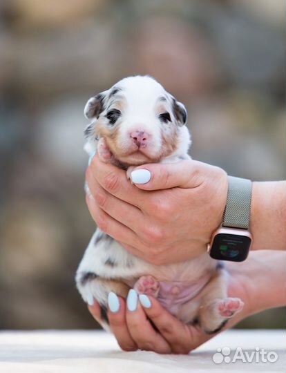 Австралийская овчарка (аусси щенки)