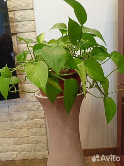 Эпипремнум-Сциндапсус