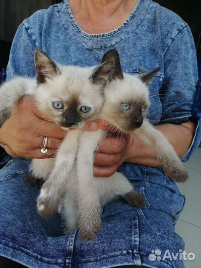 Кошка и котик