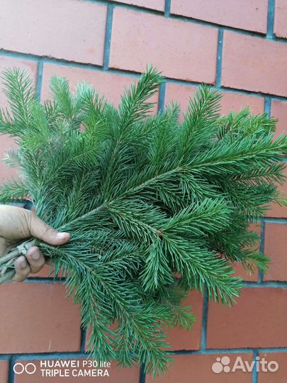 Веники для бани пихта