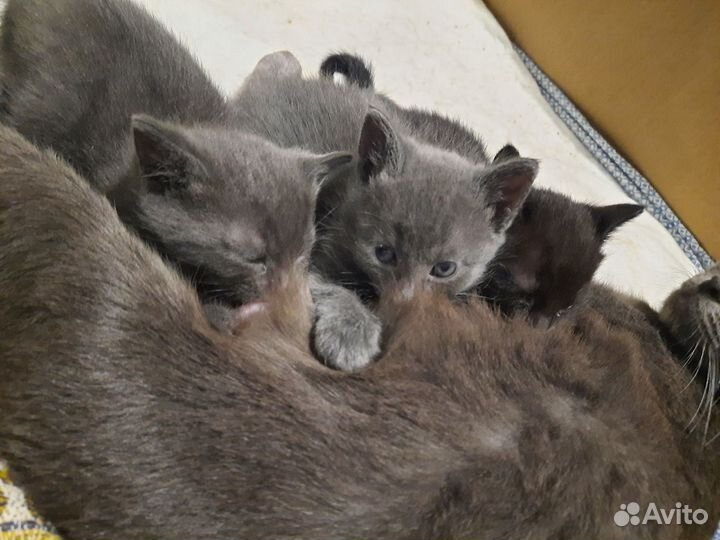 Очаровательные котята ищут добрых хозяев
