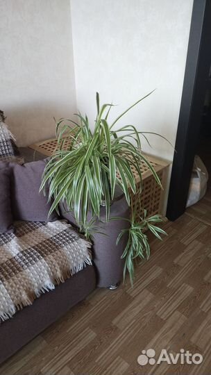 Комнатные растения