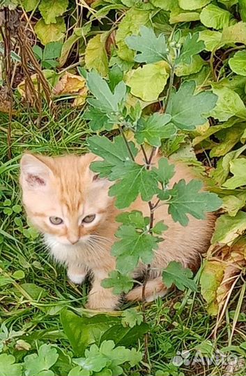 Котёнок в добрые руки