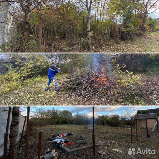 Спил деревьев