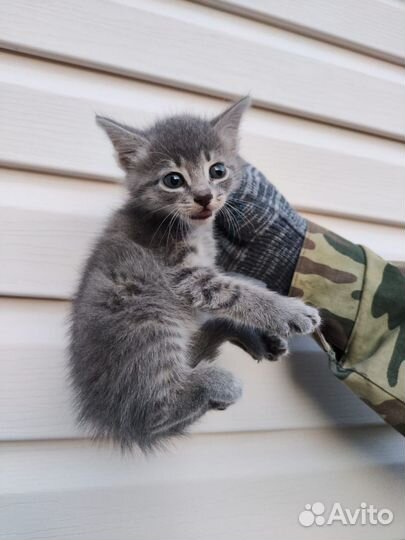 Мальчик-шпротик от тайской мамы ждёт семью