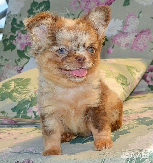 Щенки чихуахуа