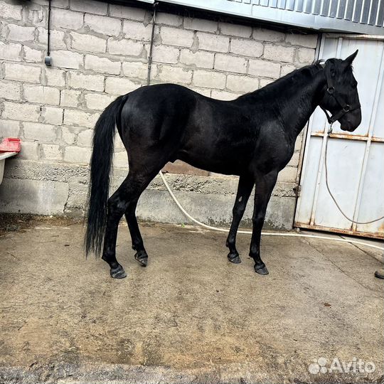 Кабардинский жеребец,3 года,необучен