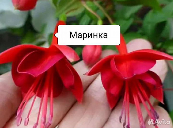 Фуксия много сортов на срез