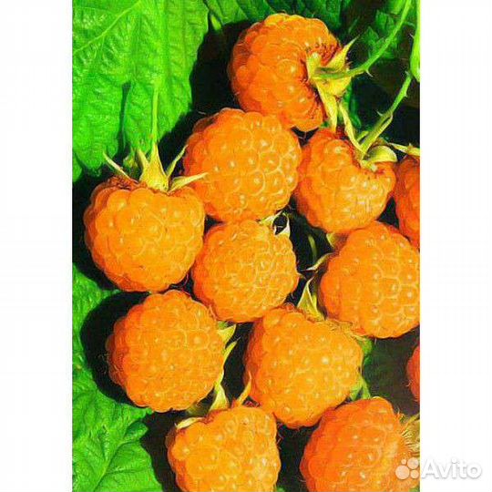 Малина (3 сорта)