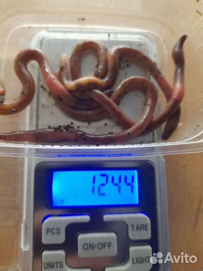 Червь дендробена