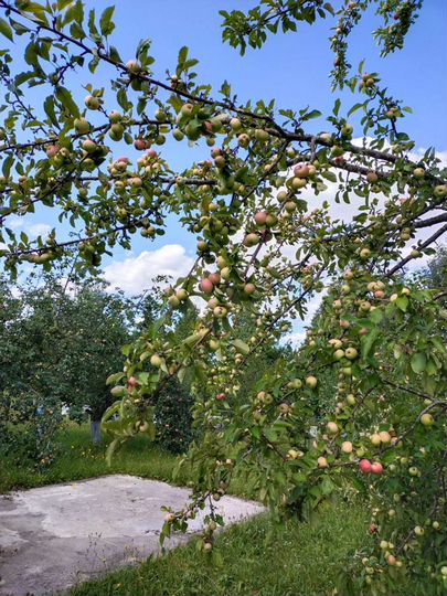 Дом 40 м² на участке 40 сот.