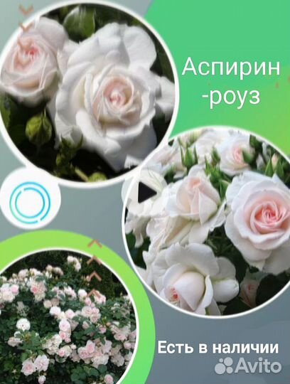Саженцы розы Аспирин для 8 марта, зкс