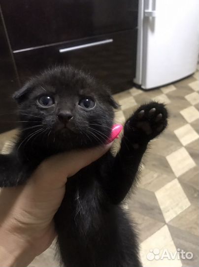 Котята вислоухие