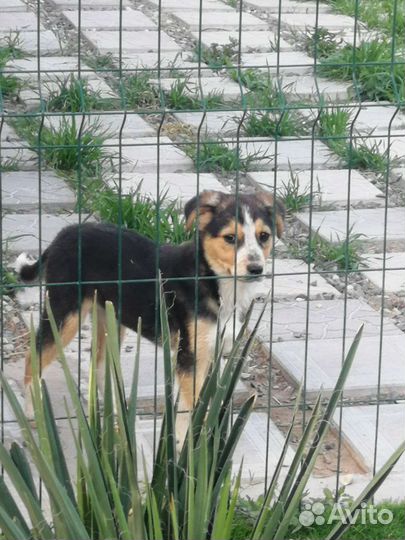 Собака в добрые руки отдам бесплатно