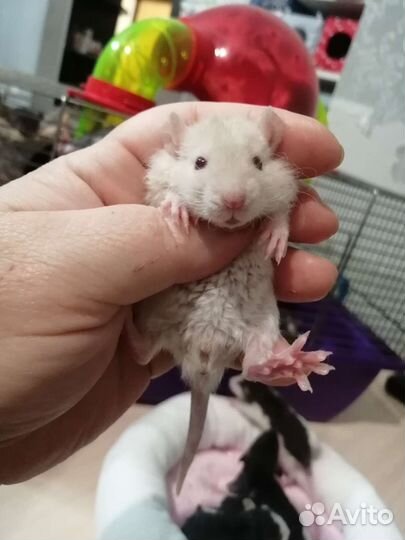 Крыса крысята дамбо рекс