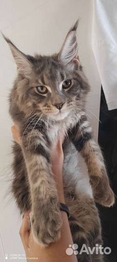 Котята мэйн кун