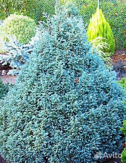 Кипарисовик Бэби Блю