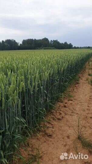 Семена озимой пшеницы 