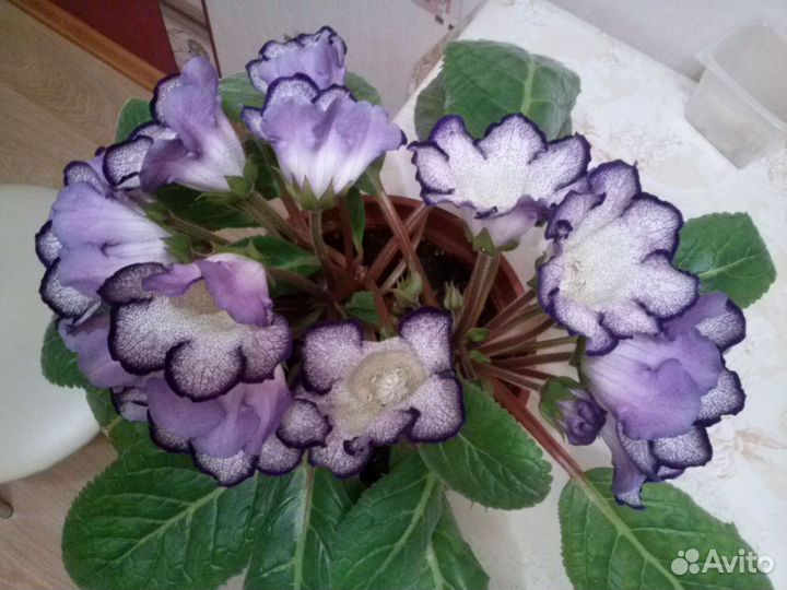 Глоксиния тигринум