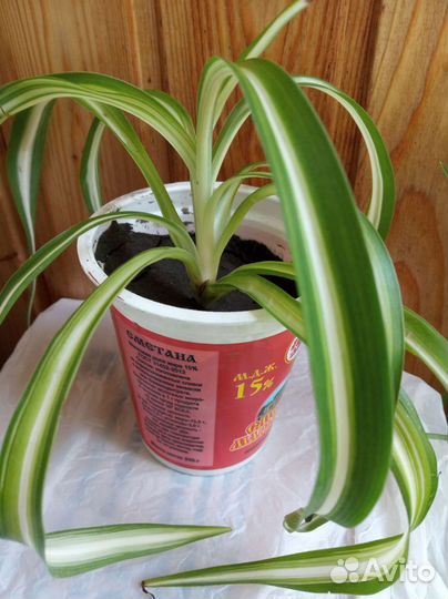 Хлорофитум