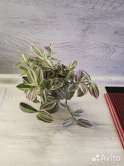 Традесканция