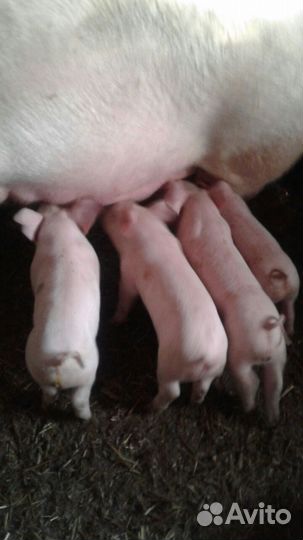 Семя хряка с доставкой