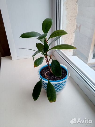 Фикус микрокарпа Мокламе