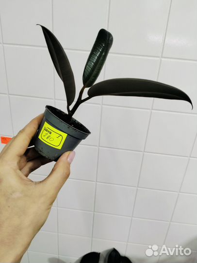 Фикус эластика