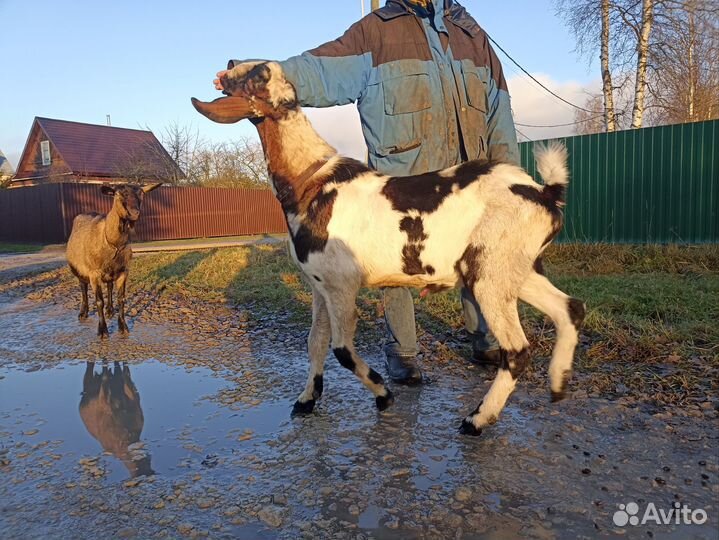 Нубийский козел