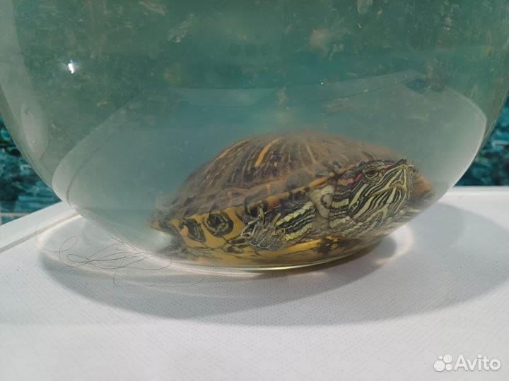 Красноухая черепаха