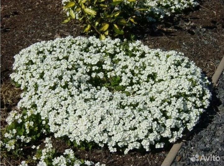 Арабис альпийский