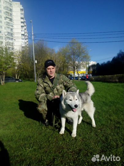 Кинолог, зоопсихолог. Дрессировка, консультации