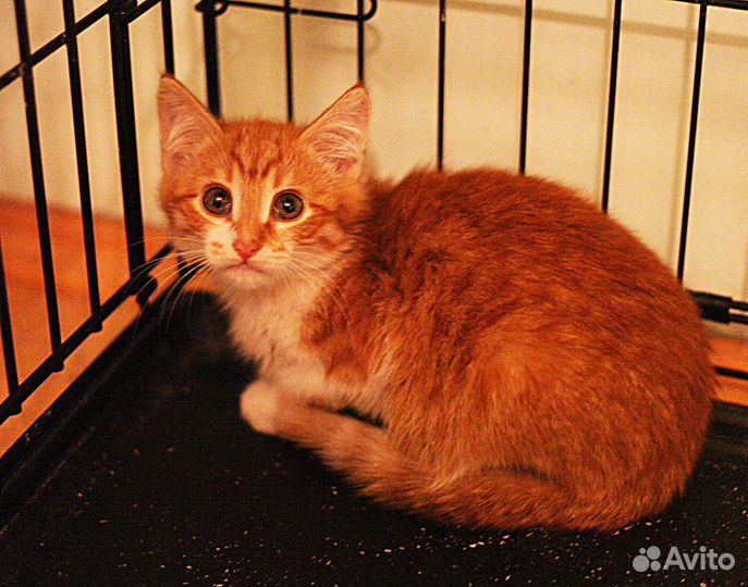 Бедный Йорик страдает в клетке без человека