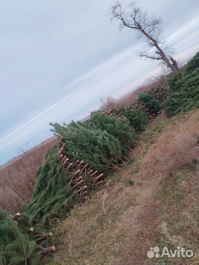 Сосна новогодняя оптом
